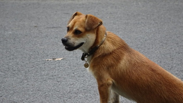 狗