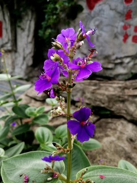 銀毛野牡丹