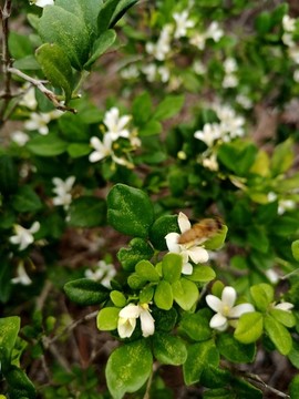 桂花蜜蜂