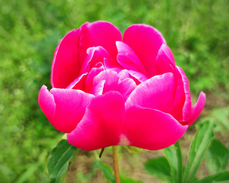 牡丹花