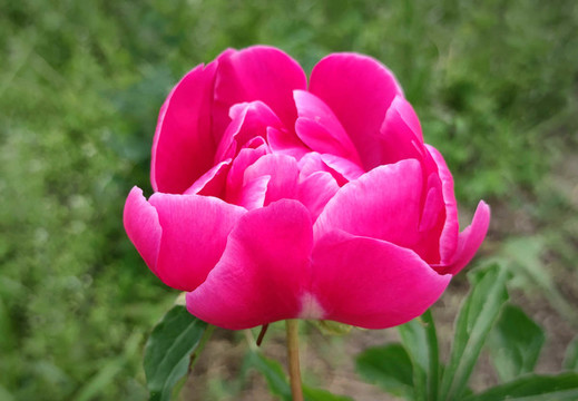 牡丹花