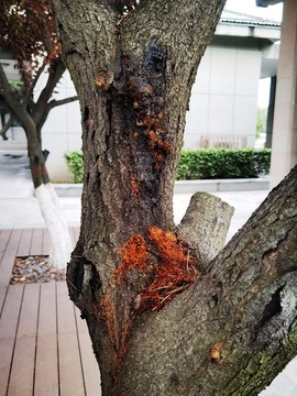 生病的樹