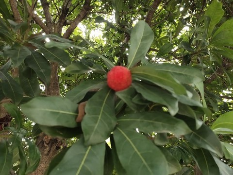 楊梅熟了