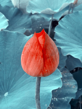 荷花