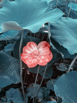 荷花