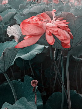 荷花