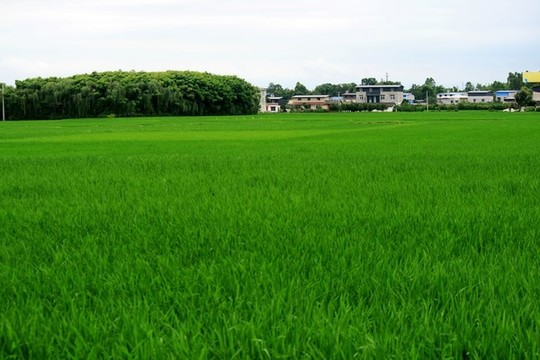 水稻田