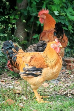 散養(yǎng)土雞