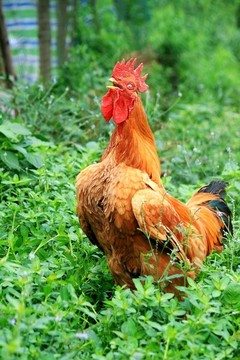 公雞叫鳴