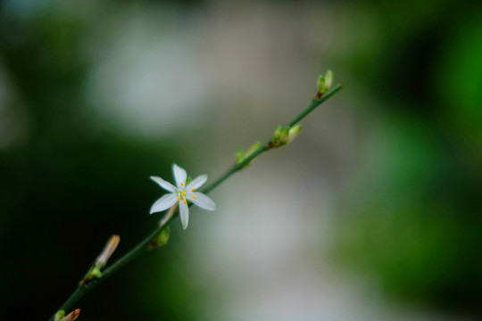枝葉綠植