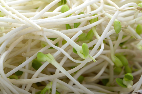 豆芽