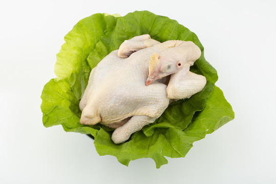 新鮮雞肉