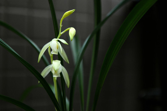 蘭花龍巖素