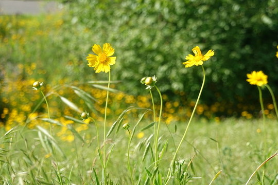 小黃花