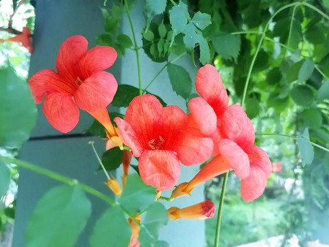 凌霄花