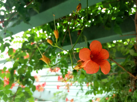 凌霄花