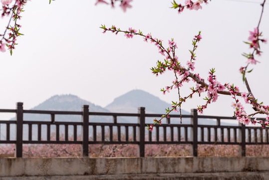 遠山