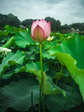 七月荷花