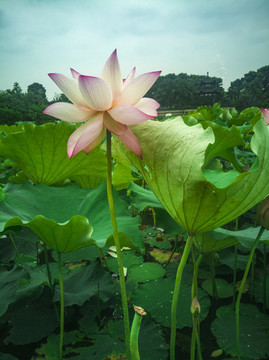 七月荷花