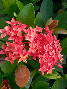 紅花