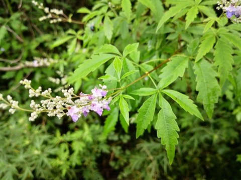 荊條