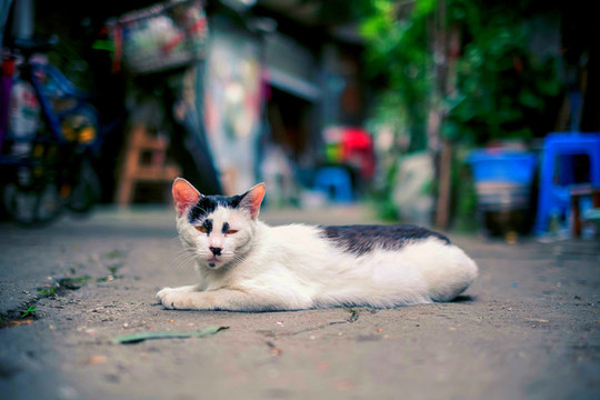 貓咪黑白