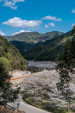 上虞張村櫻花谷