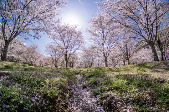 明媚櫻花林