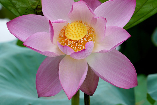 荷塘荷花盛開(kāi)夏日荷花唯美蓮花