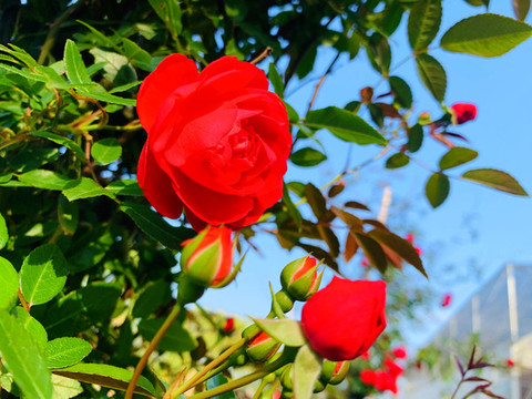 月季花紅玫瑰