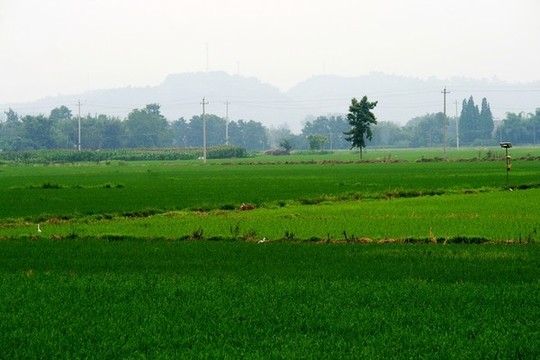 田園