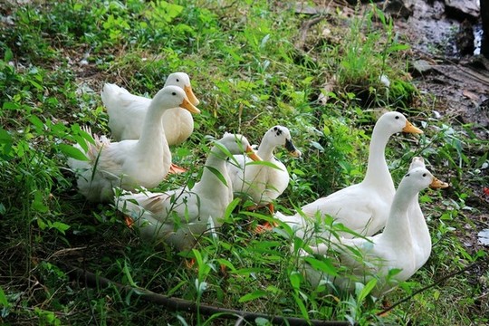 散養(yǎng)土鴨