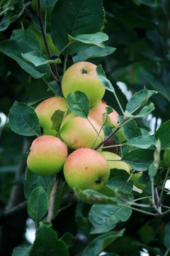 蘋(píng)果