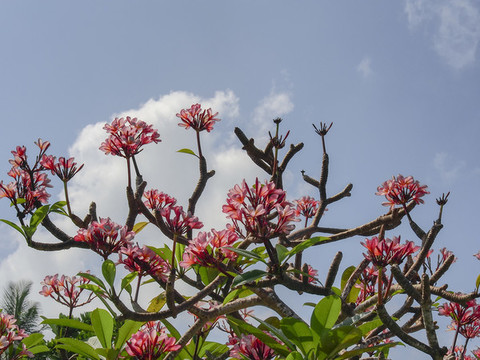 雞蛋花