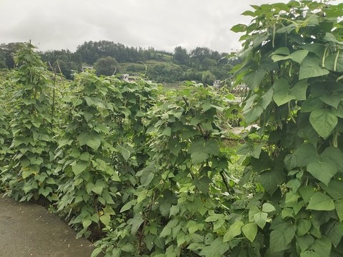 菜園里的四季豆種植
