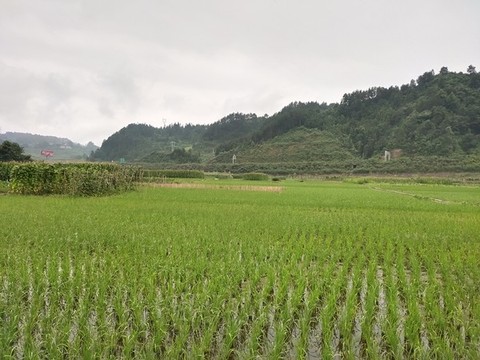 稻田種植
