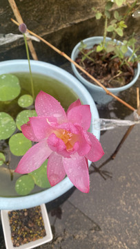 碗蓮