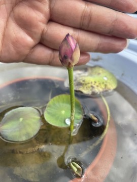 碗蓮