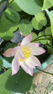 碗蓮
