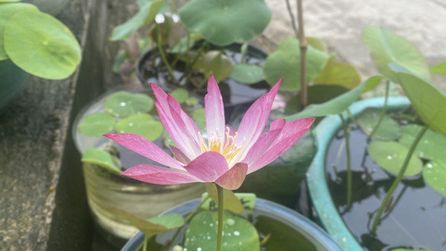 碗蓮