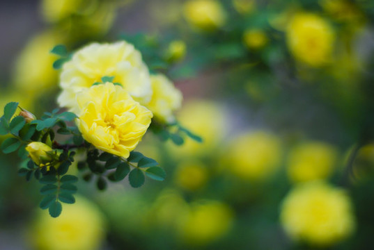 迎春花
