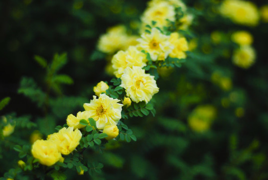 迎春花