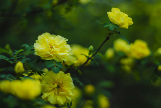 迎春花
