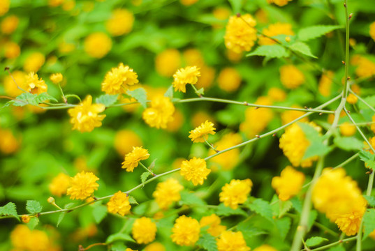 棣棠花