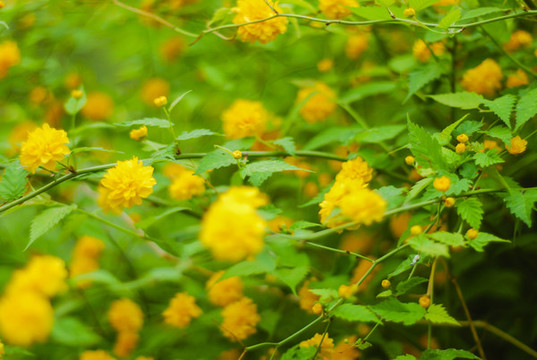 重瓣棣棠花