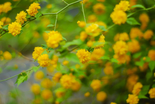 重瓣棣棠花