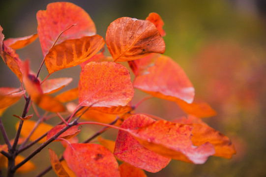 秋天紅葉