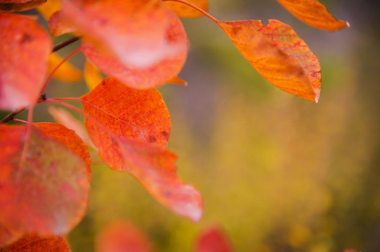 秋天紅葉