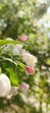 蘋果花