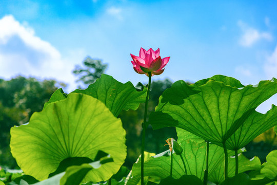 黃山湖荷花